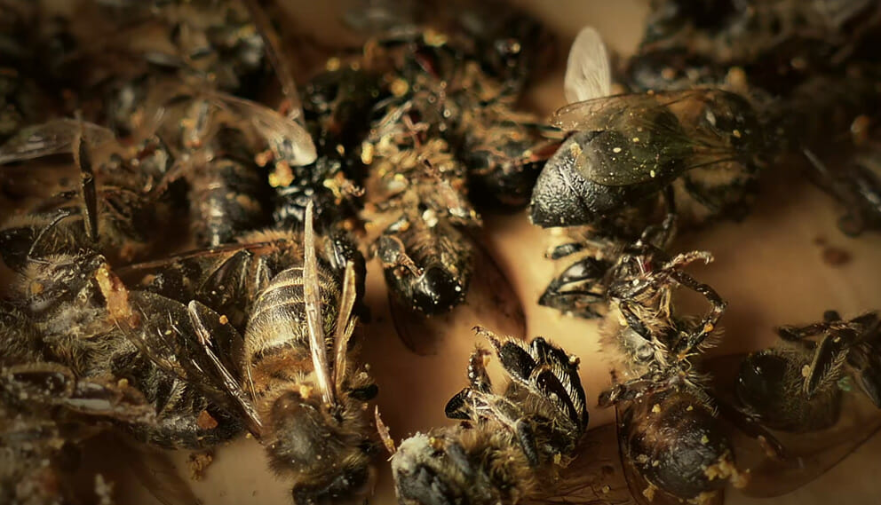 Colony Collapse Disorder a life without bees Intermedia Design